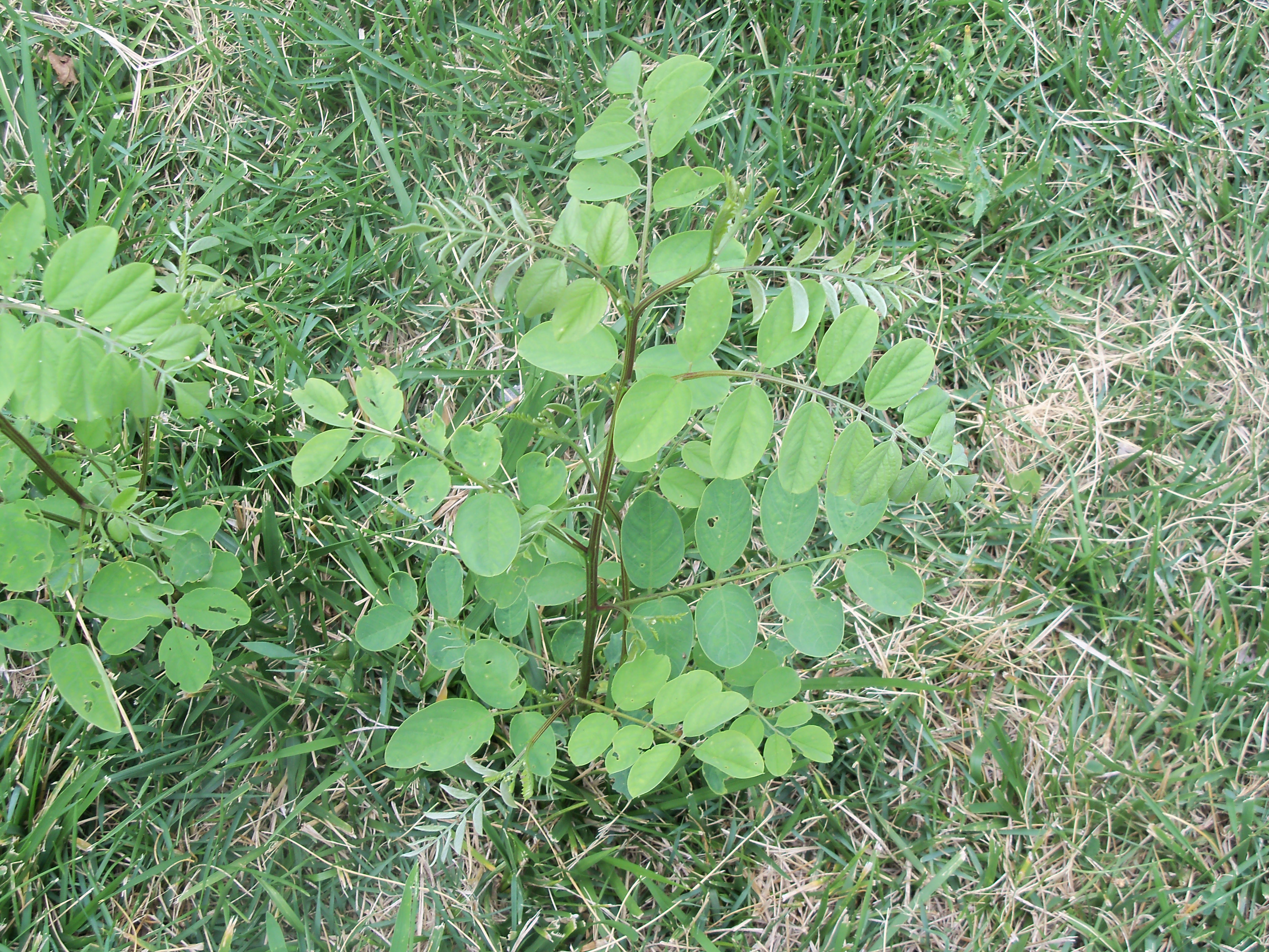 Plant ID in MO (plants forum at permies)